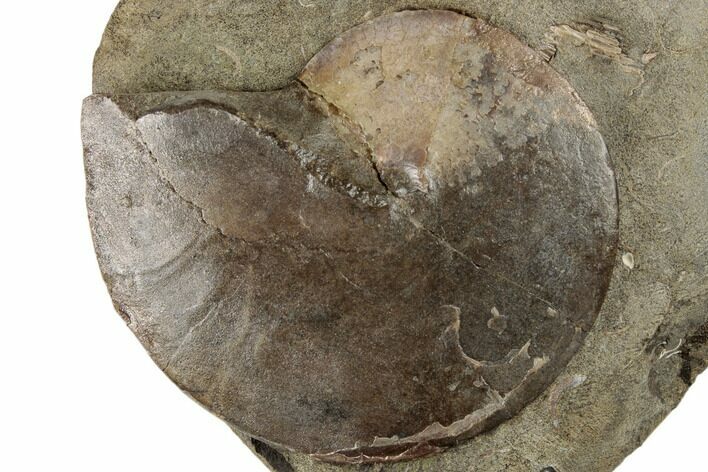 Cretaceous Fossil Ammonite (Sphenodiscus) - South Dakota #189316